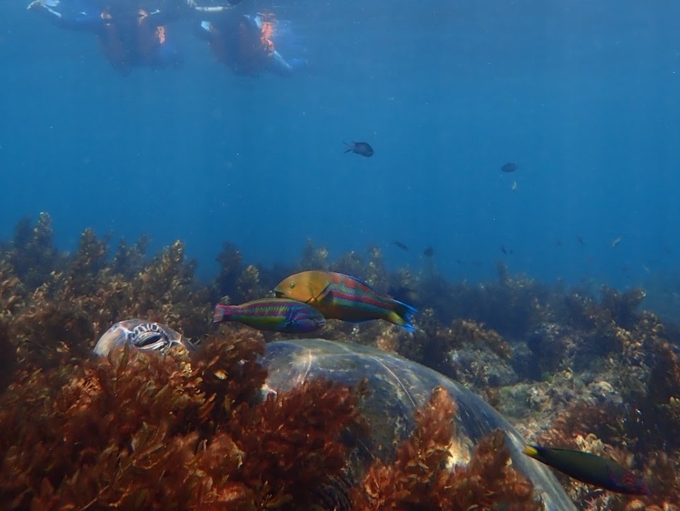 【小琉球】浮潛體驗｜與海龜漫遊海洋世界