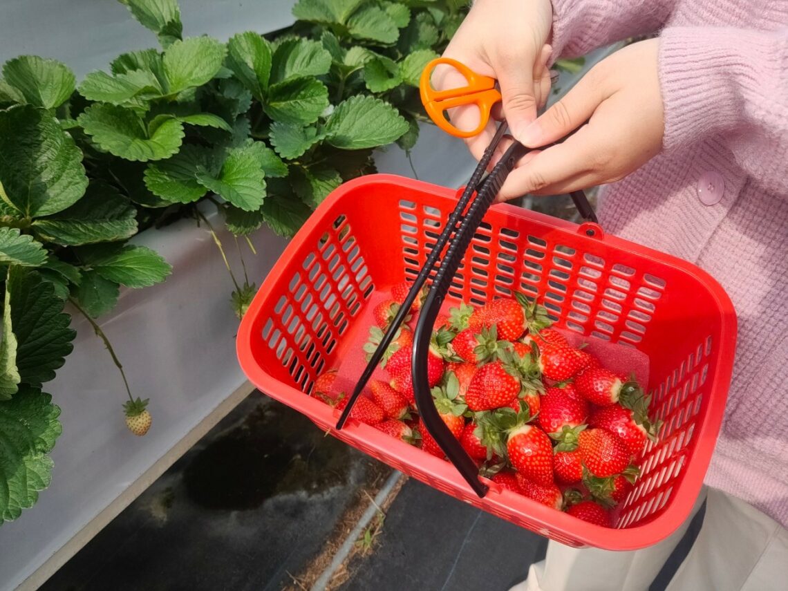 【苗栗西湖】吉軒農場｜無毒栽培的溫室高架農場，採草莓免入場費